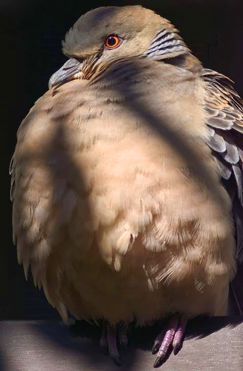 Turtle Dove