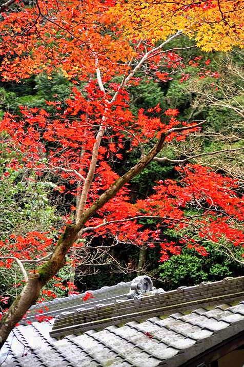 Autumn on Temple