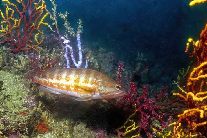Grouper
