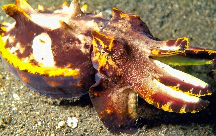 Flamboyant Cuttlefish, Metasepia pfefferi, Closer 2