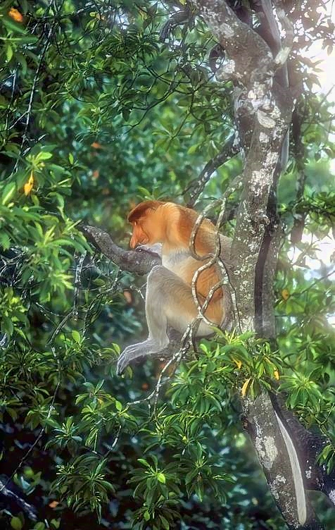 Proboscis Monkey, Male