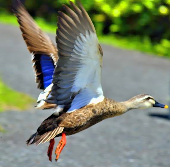 Pond Duck, Flying