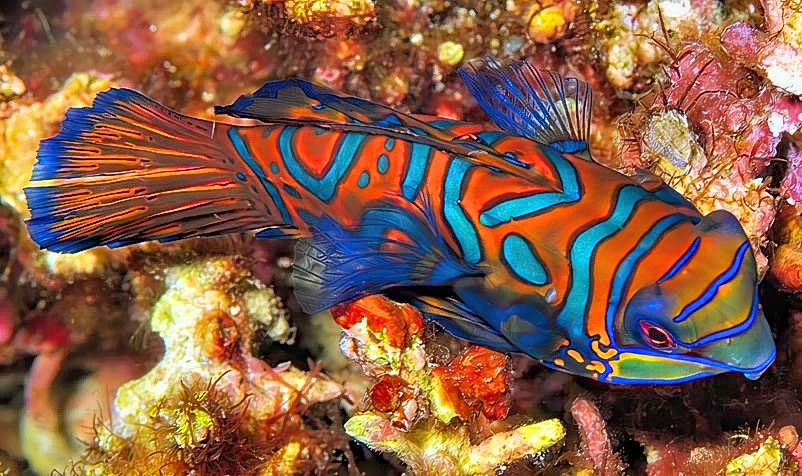 Mandarinfish, On Corals