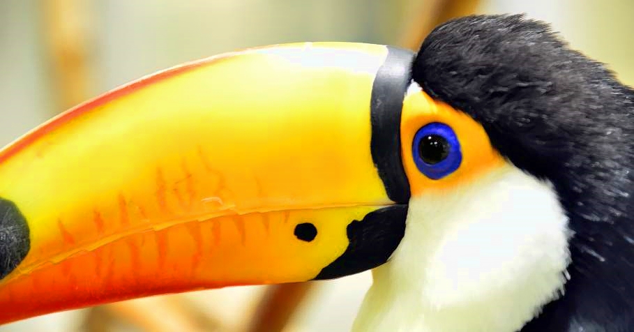 Tucans Eye