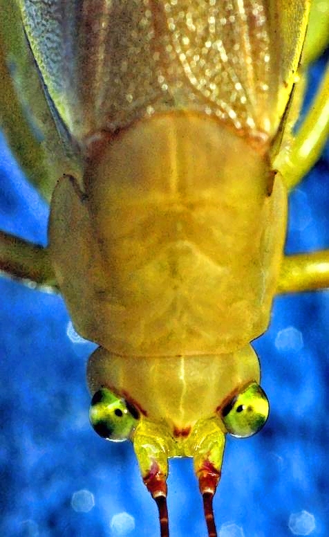 Grasshopper Eyes