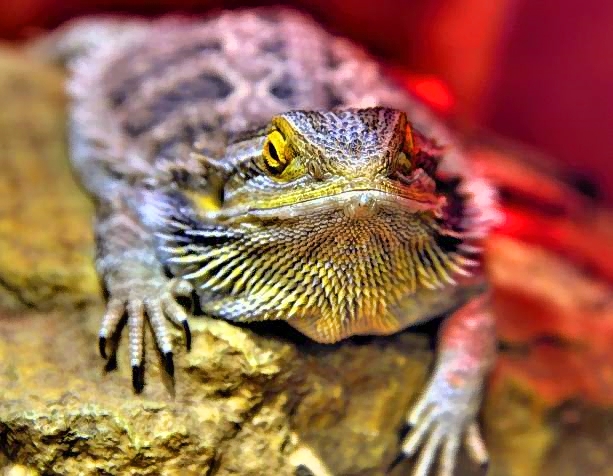 Spinny Lizard