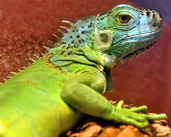 Iguana