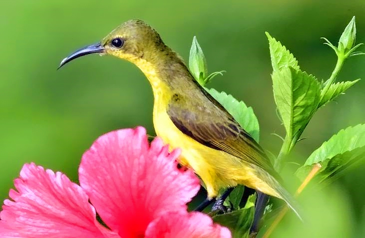  Female Garden Sunbird Cinnyris jugularis 
