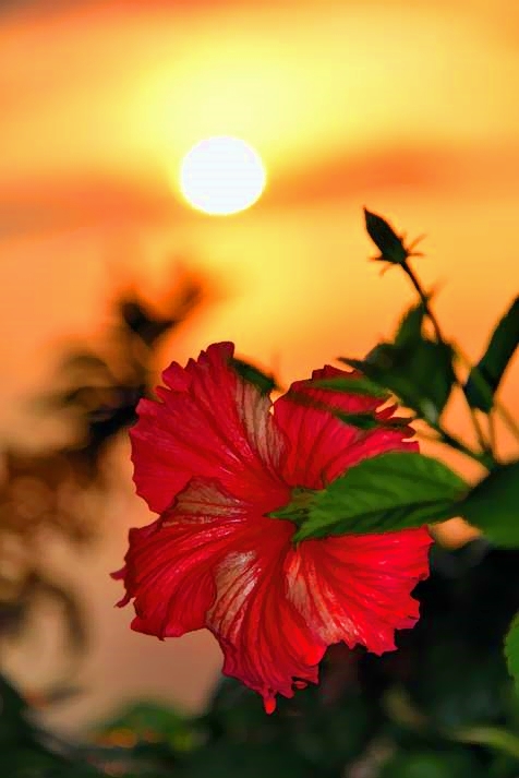 Sunset On Hibiscus