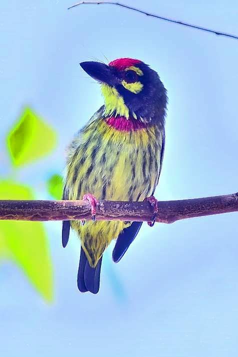 Coppersmith Barbet Psilopogon haemacephalus