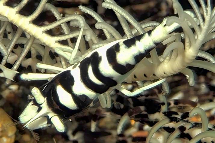 Comensal Shrimp, Laomenes sp. 3