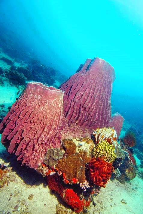 Barrel Sponges, and Crinoids