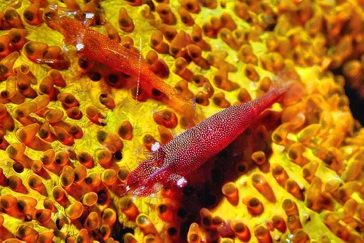 Sea Star Shrimps Periclimenes soror. Couple, On Orange Starfish