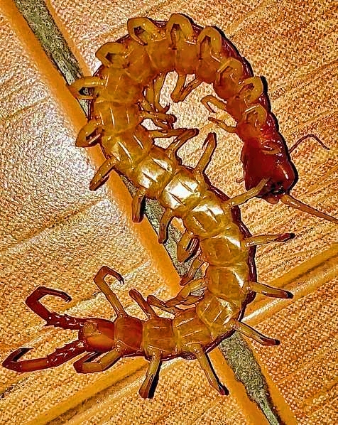 Centipede After Thunderstorm
