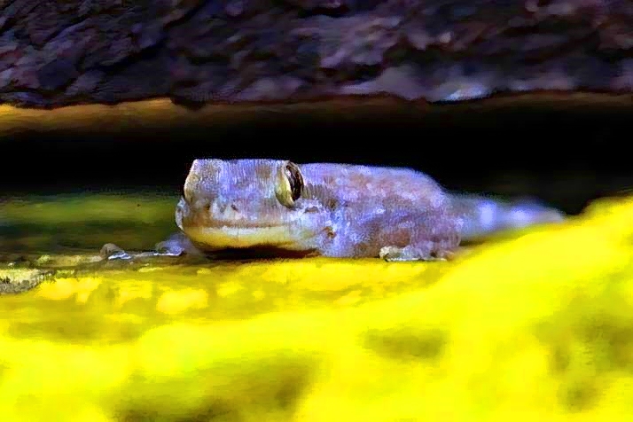 Geko Peeping