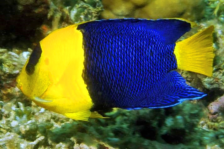Bicolor Angelfish: Centropyge bicolor