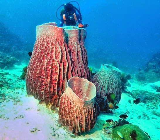 Barrel Sponge