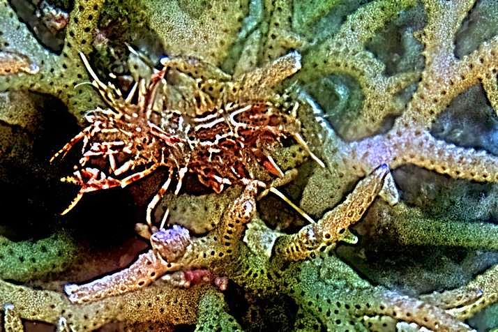 Tiger Shrimp on Coral