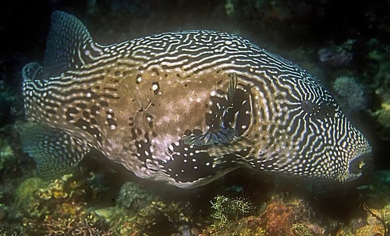 Pufferfish On Film