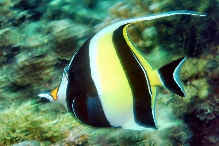 Moorish Idol