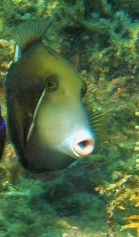 Flagtail Triggerfish, Sufflamen chrysopterum