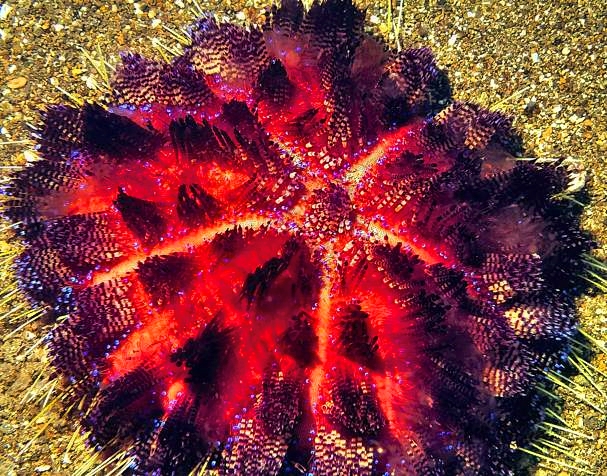 Fire Urchin Asthenosoma varium