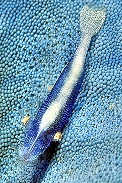 Blue Starfish, Sea Star Shrimp Periclimenes soror, II