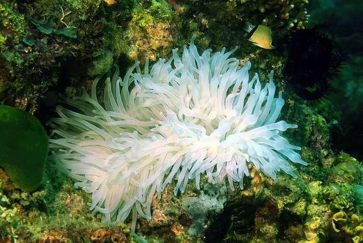 White Bulb-Tentacle Sea Anemone Entacmaea quadricolor 