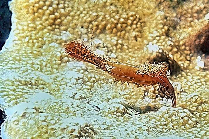 Donald Duck Shrimp, On Coral