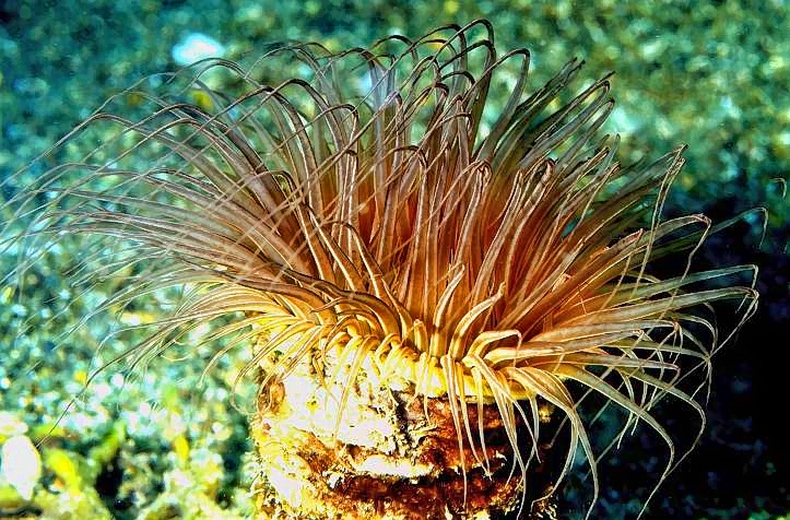 Flower Tube Anemone: Cerianthus filiformis