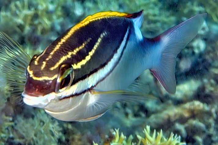 Bridled Monocle Bream: Scolopsis bilineata