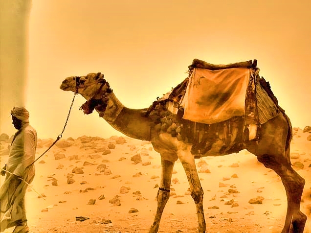 Dromedaries With Guide In Sand Storm