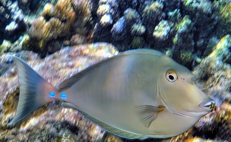 Bluespine Unicornfish Naso unicornis