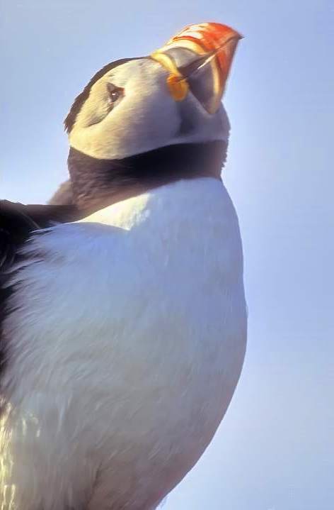 Puffin Looking At Sky