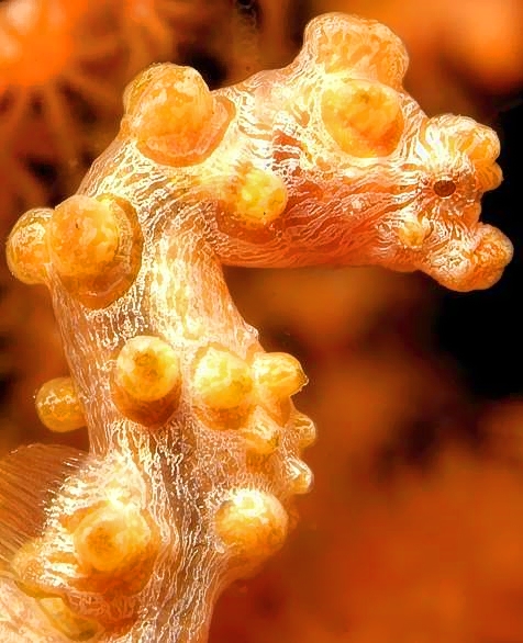 Yellow Pigmy Sea Horse, Hippocampus bargibanti
