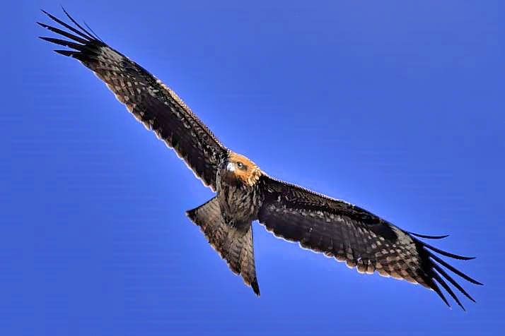 Taka In Flight