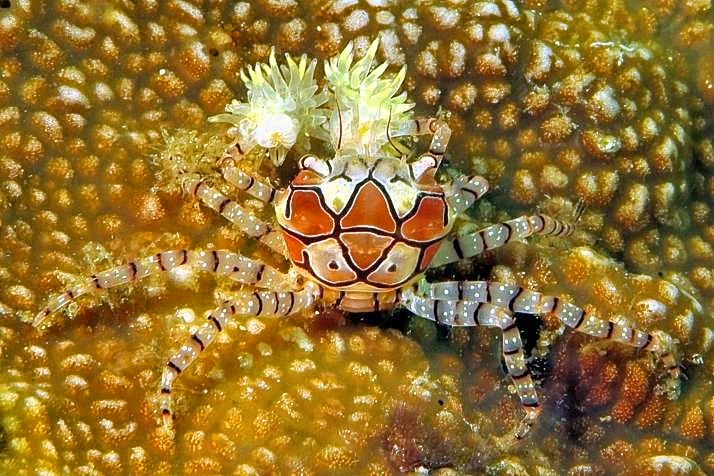 Pom Pom Crab, Mosaic Boxer Crab, Lybia tessellata, Back