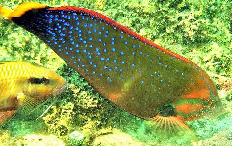 Wrasse Eating