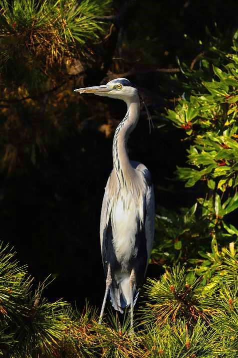 Gray Heron On Pine Tree