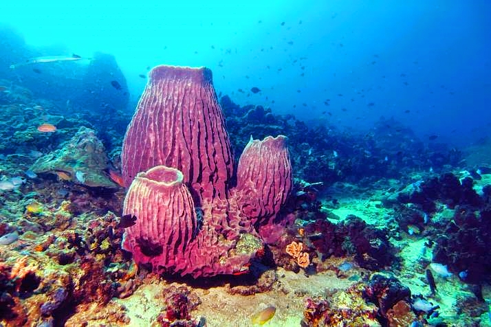 Barrel Sponges 