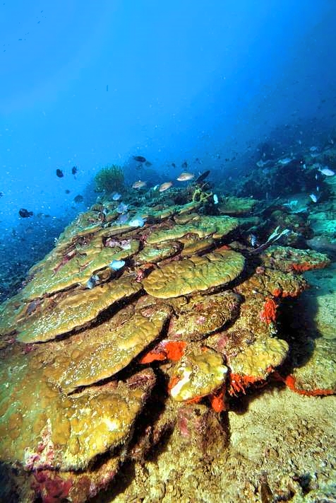 Corals