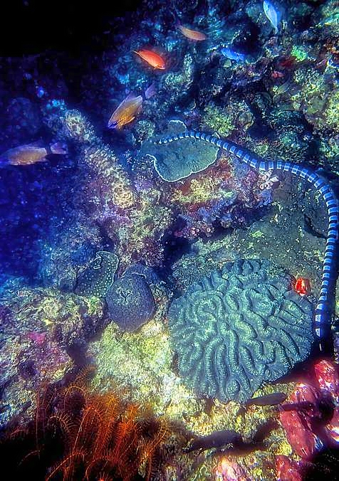 Sea Snake, Hunting