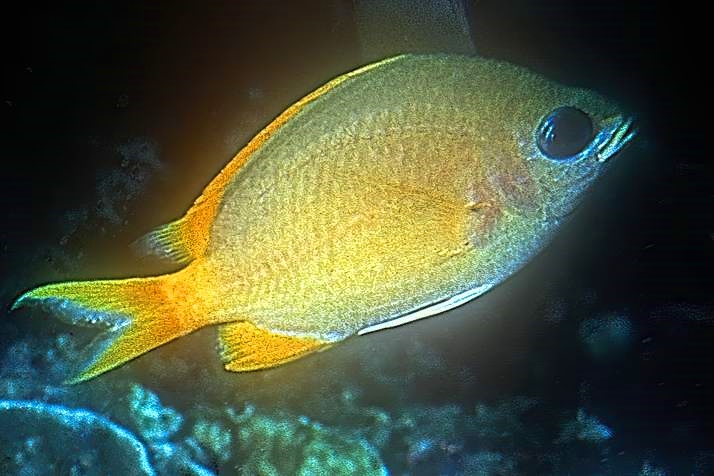 Yellow Damselfish
