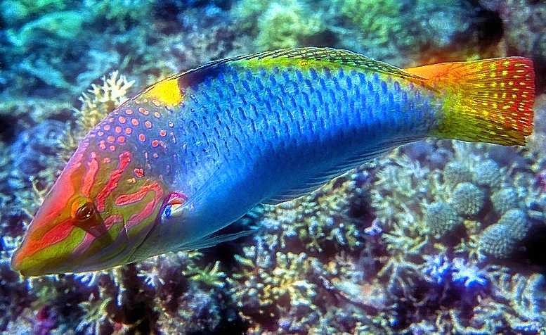 Checkerboard Wrasse Halichoeres hortulanus