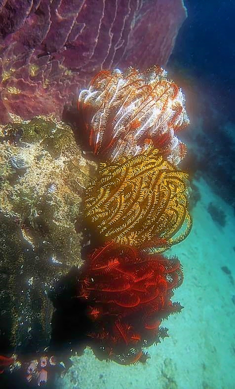 3 Colours Of Crinoids