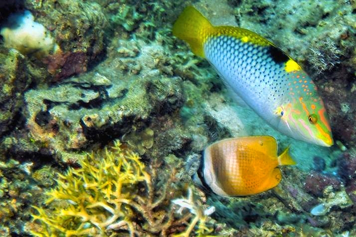 Two Fish on the Corals 
