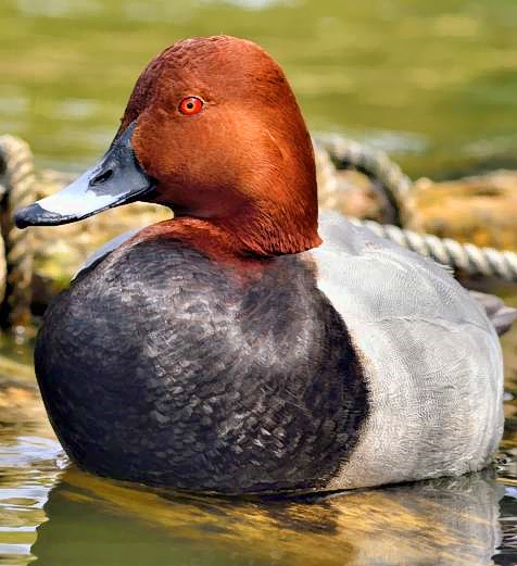 Red Eyed Duck