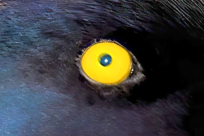 Tuffed Duck Yellow Eye, CUp