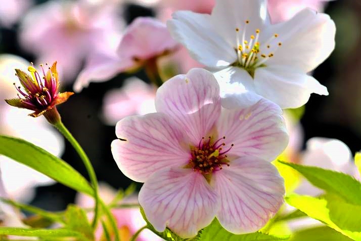Perfect Sakura Flower