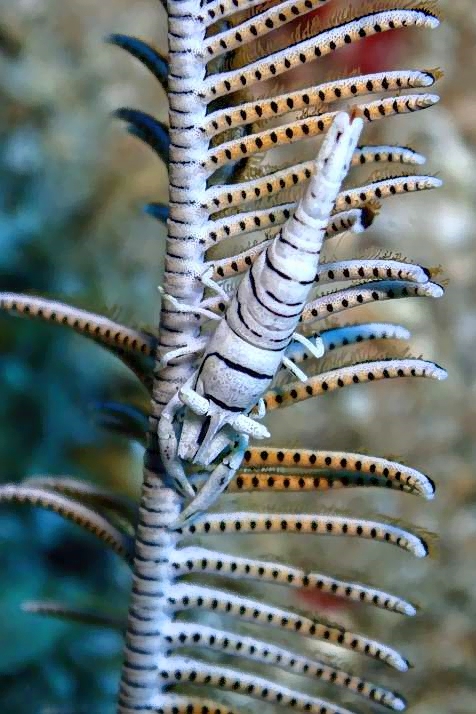 Leopard Crinoid Shrimp Laomenes pardus